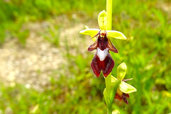 Ophrys mouche.JPG