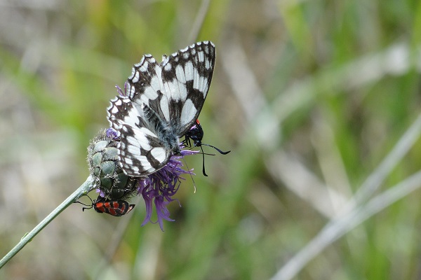 0524_Les insectes du Bois de Morval_credit An