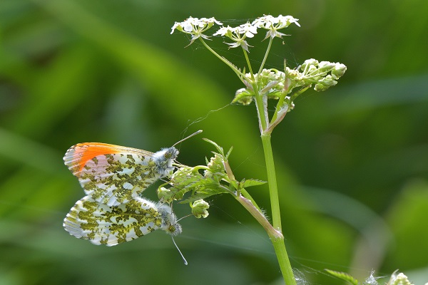 0604_Agriculture et insectes.JPG