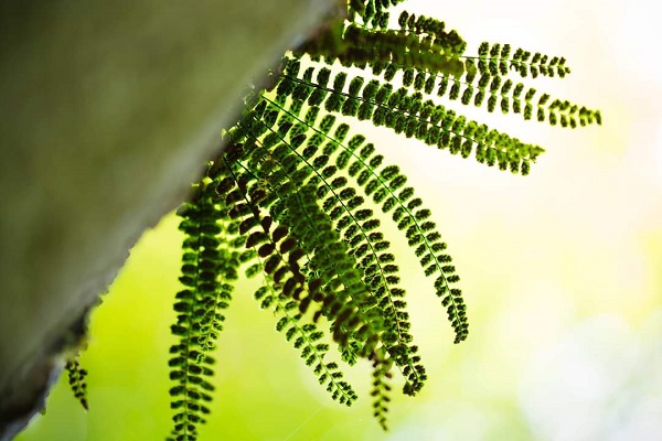 0614_Les plantes communiquent.jpg