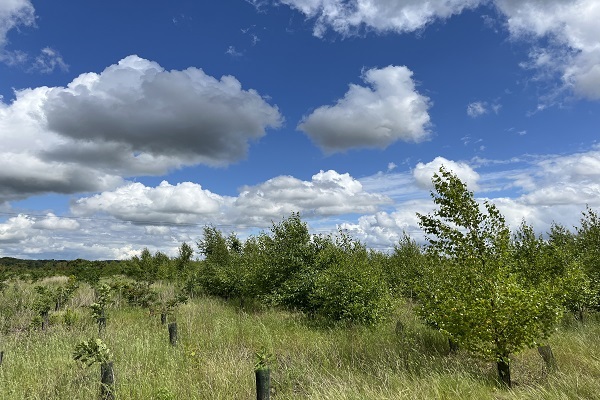 0628_Foret de maubuisson.JPG