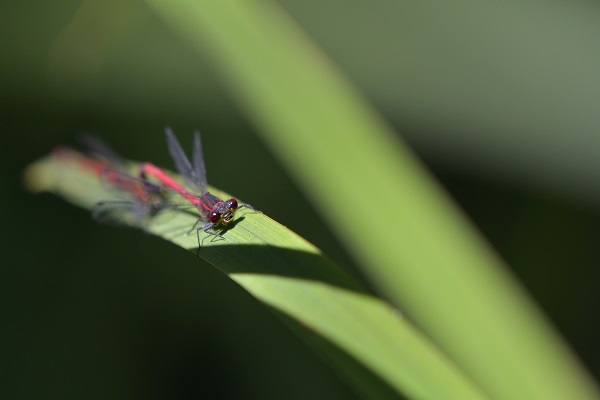 0720_libellules et papillon sur pellicule_L.