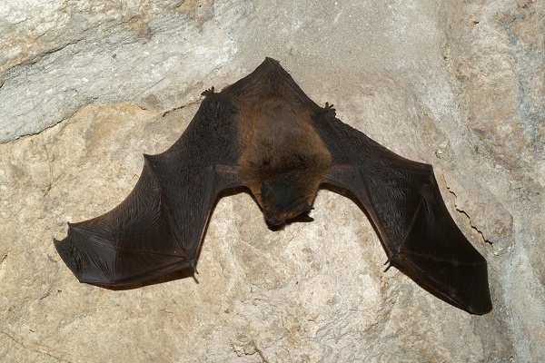 0829_la nuit toutes les chuaves souris sont d