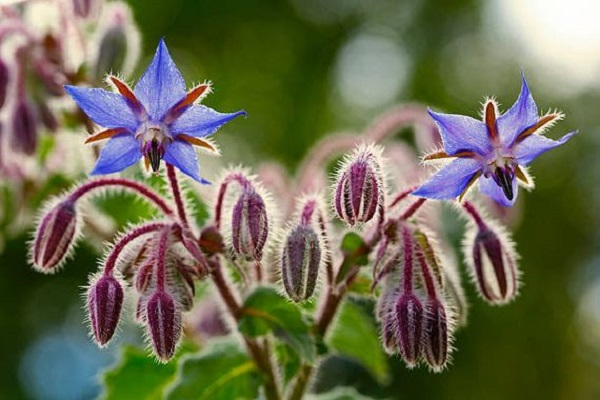 0817_ A la decouverte des plantes sauvages to