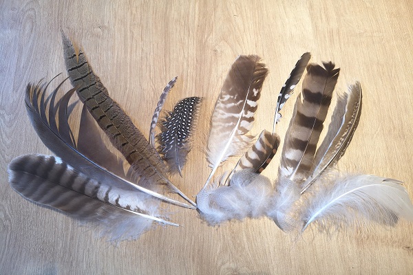 0920_A cui cui est la plume.jpg
