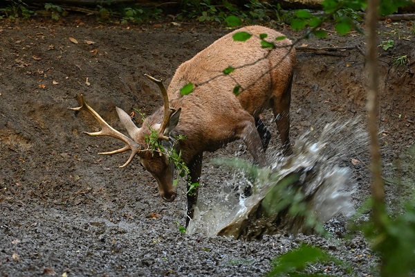0926_Brame du cerf.JPG