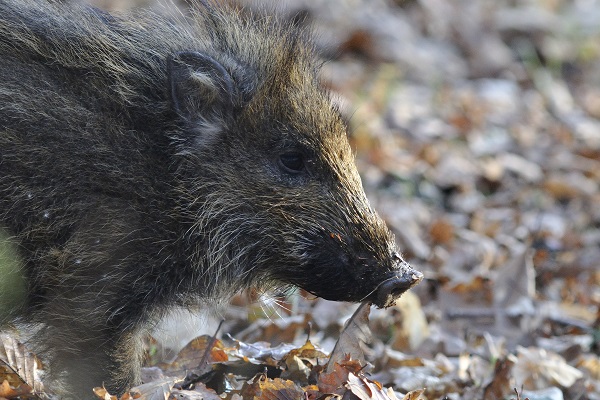 1029_Les animaux qui font peur_L. BUT.jpg