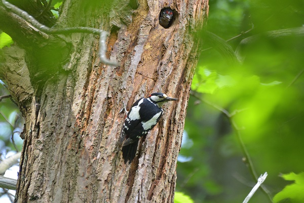 0405_A la recherche des oiseaux du parc.JPG
