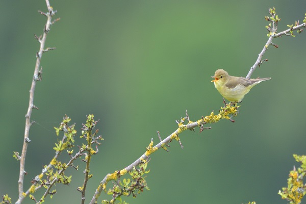 0411_A cui-cui est ce chant.JPG