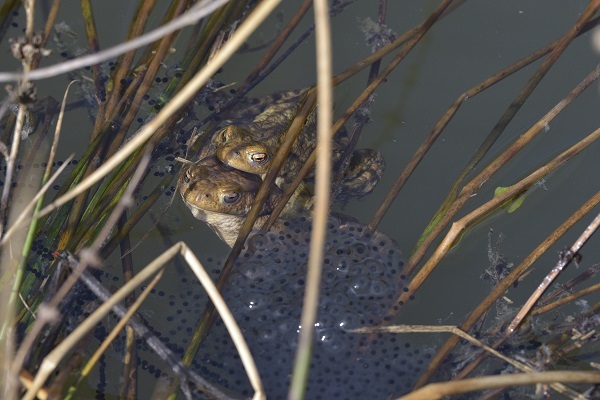 0422_Ecoute des amphibiens.jpg