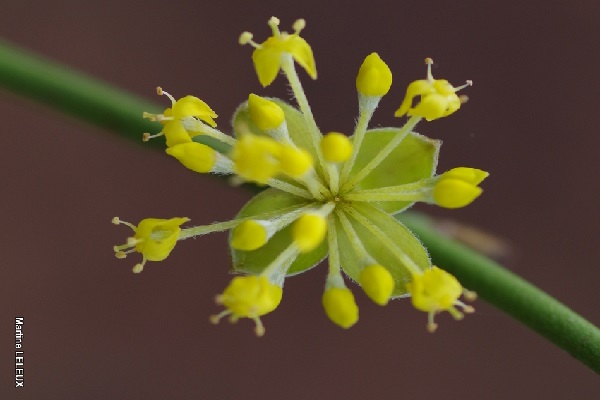 0429_Une baguette magique pour reveiller la n