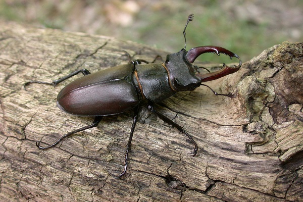0506_Petit peuple des bois.JPG