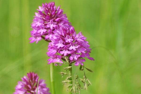 0509_Les orchidees du bois de Morval.JPG