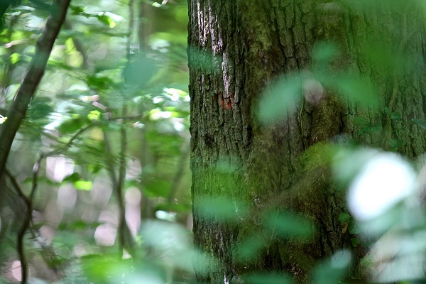 0523_Ce que raconte la foret.jpg