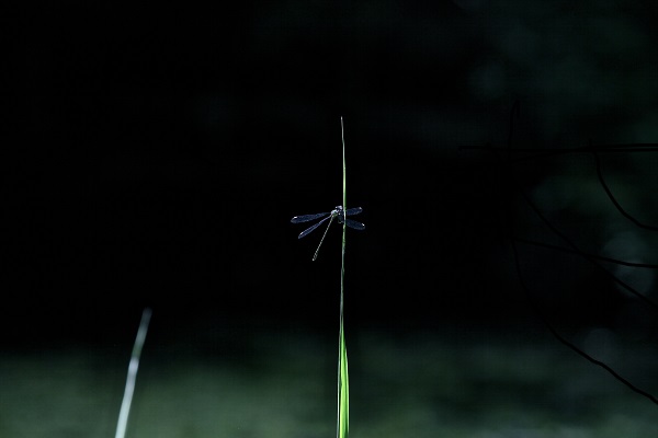 0610_Les acrobates du ciel.jpg