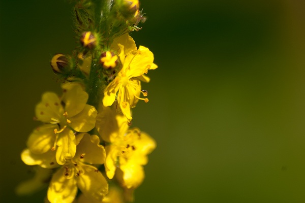 0614_Petites histoires de plantes.jpg