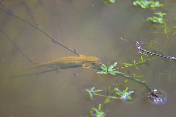 0619_ La nuit des amphibiens.JPG