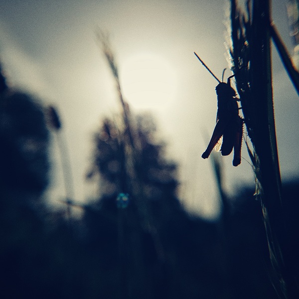0627_Criquets, sauterelles et compagnie.jpeg