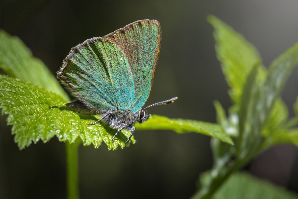 0701_Papillons en liberte.jpg