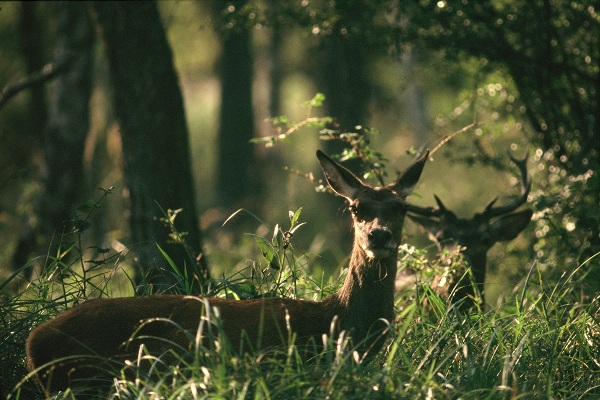 0703_Grande faune du vexin francais.jpg