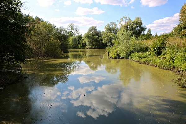 0708_L'enigme du marais.jpg