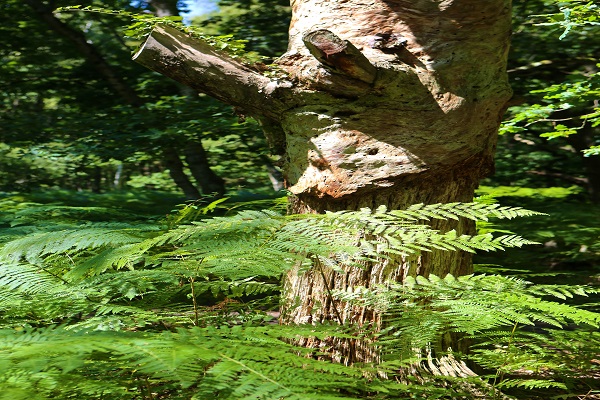 0718_Reconnaitre les arbres et arbustes.jpg