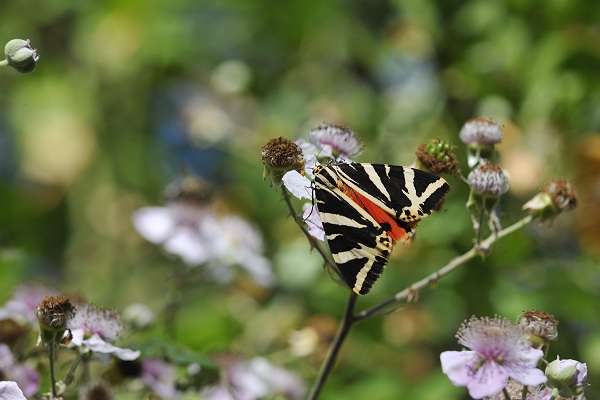 0722_A la decouverte des papillons.jpg