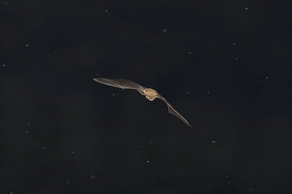 0818_La nuit les chauve-souris sont de sortie