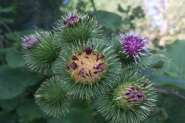 0906_Quand la nature inspire les hommes.jpg