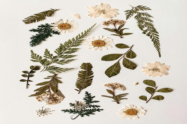 0923_Decouverte botanique et herbier.jpg