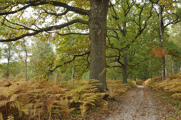 1011_Sur le sentier des chataigniers.jpg
